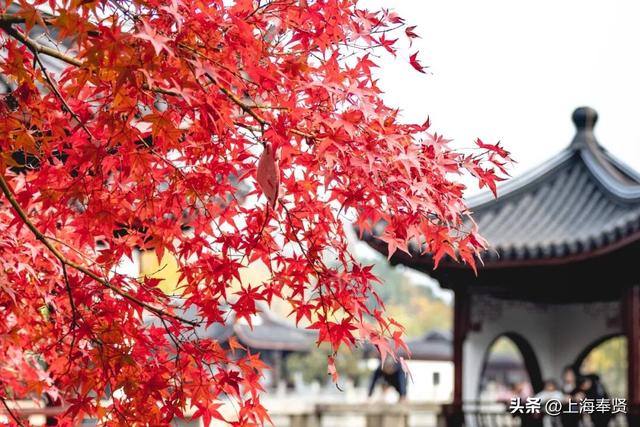 温度要降，颜值要升！古华园的秋色进入“高光时刻”，速看→