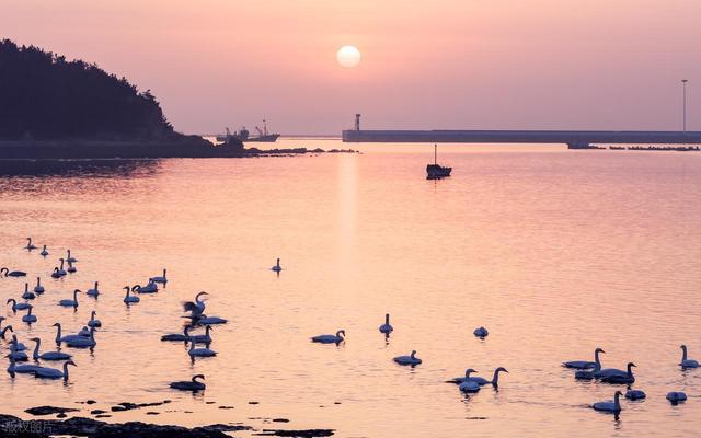 山东这座“天鹅村”美到窒息！百年海草房藏着胶东最暖的冬日童话