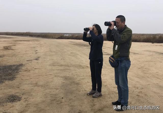 【黄河口生态旅游区】观鸟季 追光向海，赴一场黄河口的飞鸟之约！