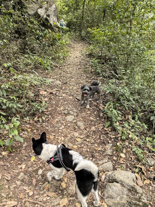 带小朋友去贵州茂兰，连环探洞加漏斗原始森林徒步二日游全攻略！