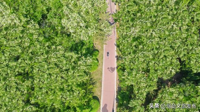 【乐游烟台】沿海穿林登山，在烟台黄渤海新区收集三种风景！