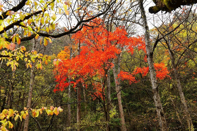 警告！深秋的徽县，千万别出门！因为……