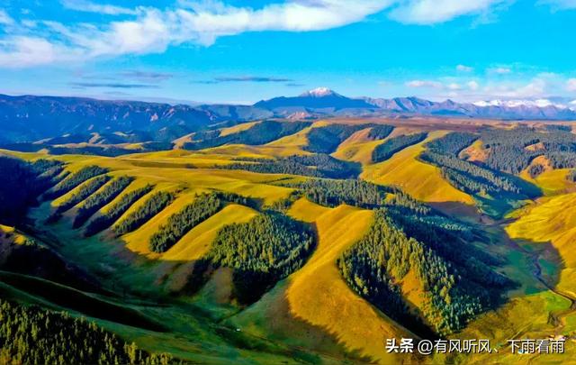 金胡杨卧戈壁，风摇碎满树秋阳