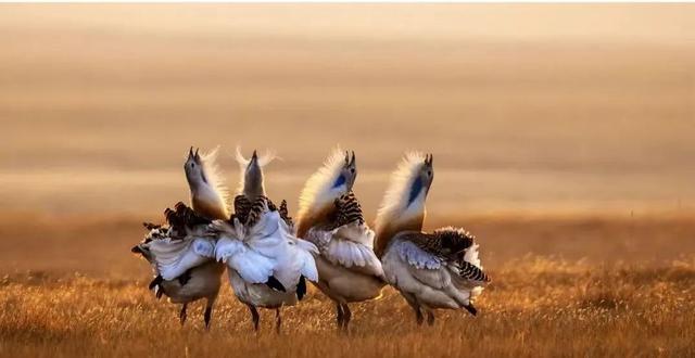 【支援合作 共谋发展】氛围感拉满！扎赉特旗图牧吉秋日湿地，百鸟翩跹入画来~