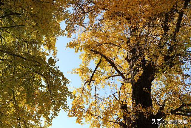 无锡荡口圆通村原圆通寺的旧址上，二棵古银杏今年甚美