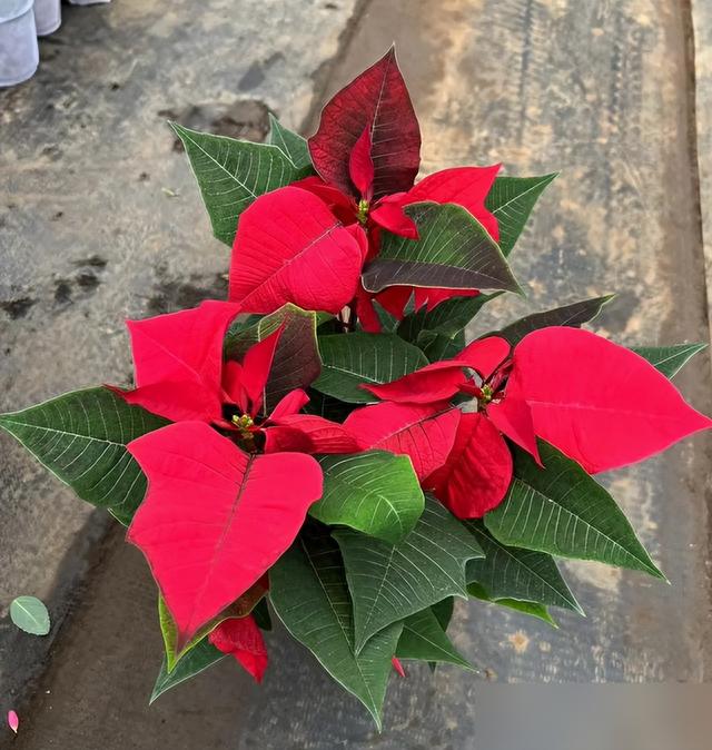 "花旺人不旺"，家里最好不要养这6种花，千万别不当一回事儿