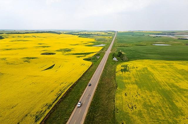 果然，加拿大对华改口	，禁止与中国签协定，65万吨油菜籽白买了？