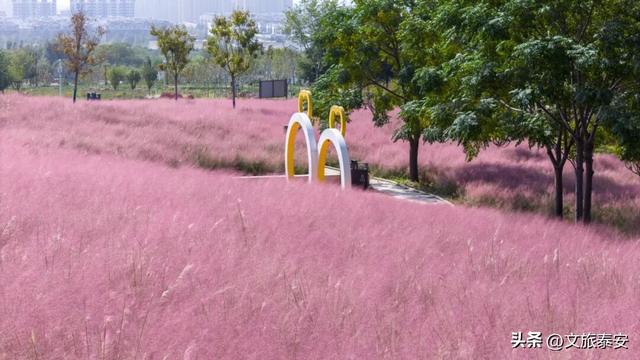 解锁「美拉德」色系！东平的秋天是懂氛围感的，朋友圈晒这些图绝对赢麻！