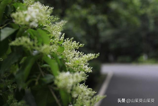 2023年春重庆探亲记（三）