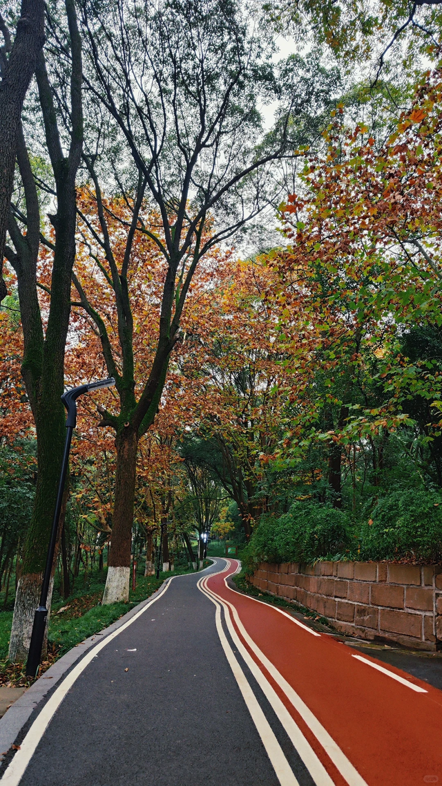 先收藏！成都1h直达最美水杉公园，小众人少、景美出片！