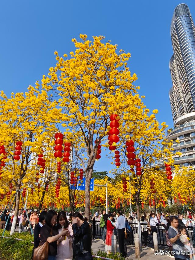 广东广州：春日限定浪漫 洲头咀黄花风铃木引游人如织