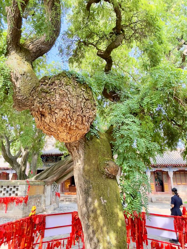 南山有嘉木（天水南郭寺）