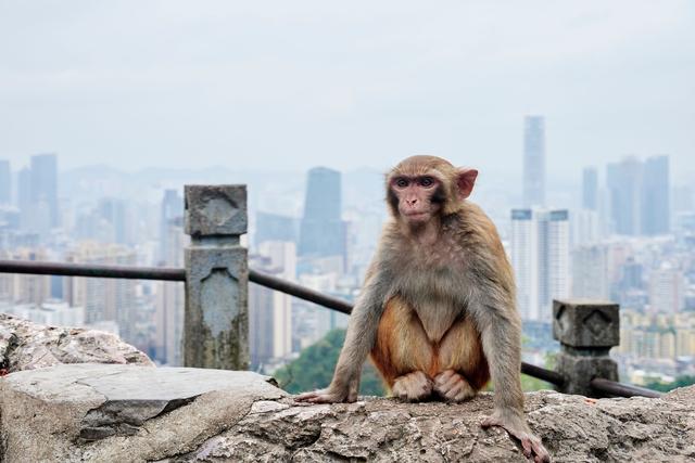 贵阳黔灵山公园，亲子游玩的好去处，这里有近距离撸猴的绝佳地点