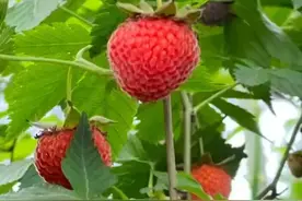覆盆子图片