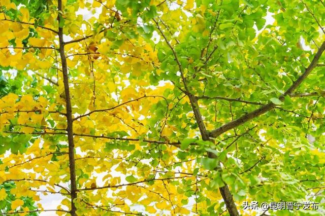 初冬，来晋宁邂逅一场金色的童话