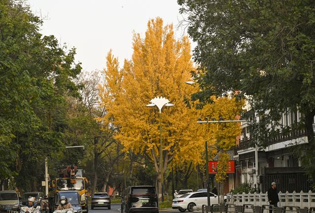 扬州冬韵 银杏鎏金