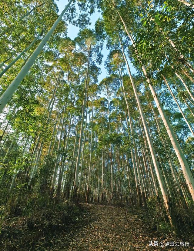 成都新津被严重低估的徒步路线，尤以象鼻子山更为爆红！