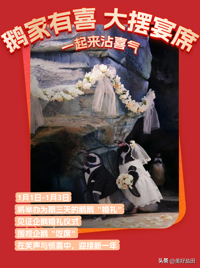 元旦别宅家！和南极萌企鹅共赴小梅沙新年狂欢