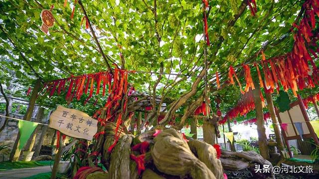 邂逅河北百年葡萄树，逛酒庄、品红酒、宿葡园，开启“藤”下慢时光！