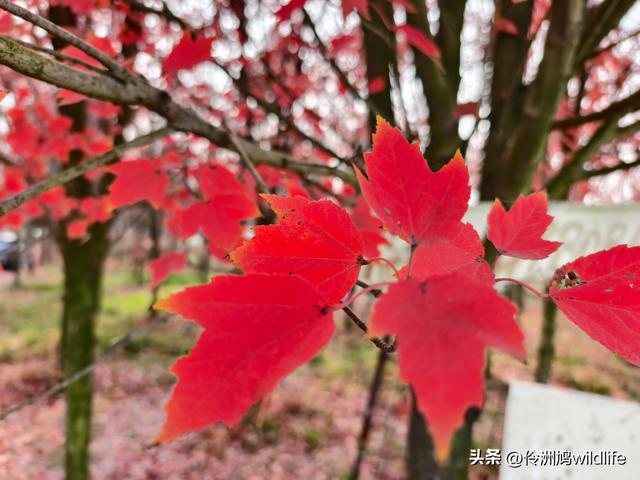 四川行(75)广汉②金雁湖公园·黑塔街·龙居寺