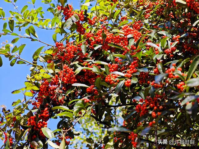 红了！红了！许昌初冬“限定美景”上线……