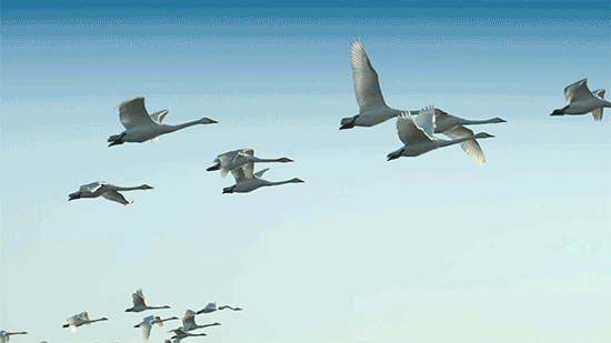 山东变身“候鸟天堂”，点击Get冬日限定浪漫