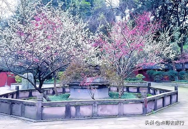 成都唐代园林梅花开了，被严重冷落，红墙青瓦，美到震撼！