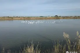 鱼鹅混养 致富路上“向天歌”图片