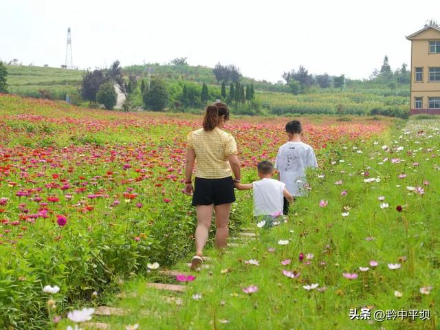 平坝区林下村：花海果香醉游人