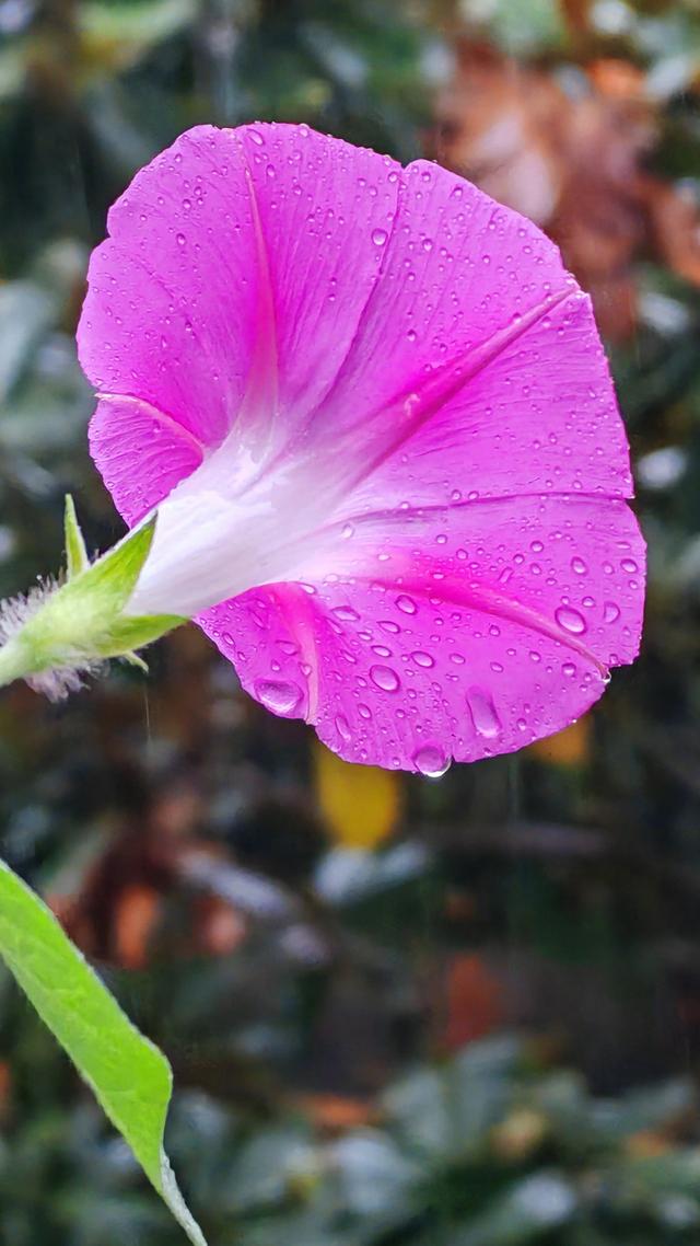 绝美的雨中花