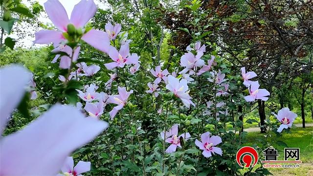 德州长河公园：木槿花绚烂绽放，绘就夏日绮丽画卷
