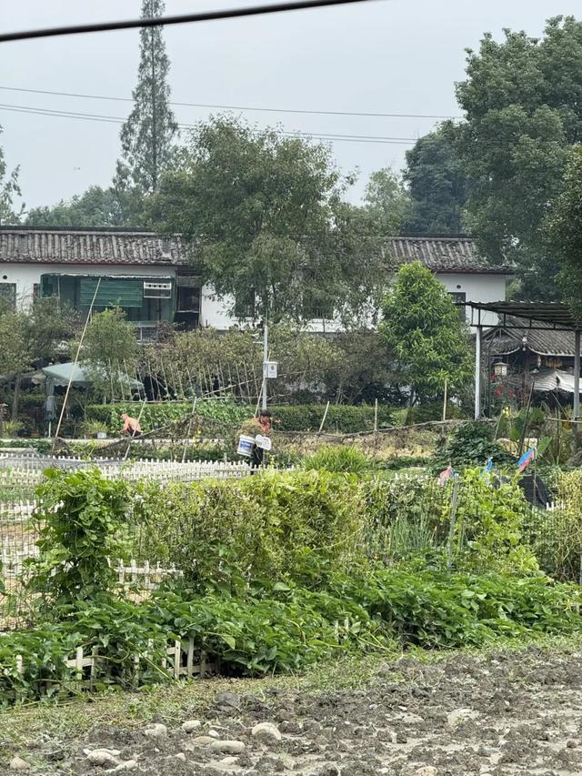 在成都西北郊区，这个渐渐淡出视野的最美乡村，还值得一去吗？