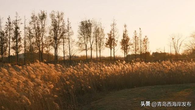 超级出片！西海岸这片芦苇荡氛围感拉满！