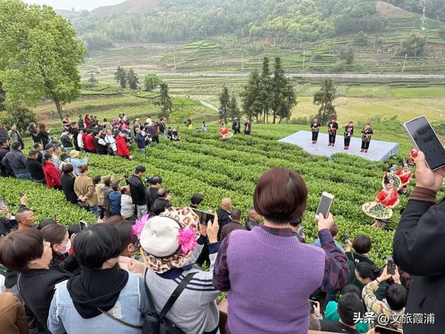 每日一村：茶岗村——茶香畲韵交融，山海间的文旅活力地