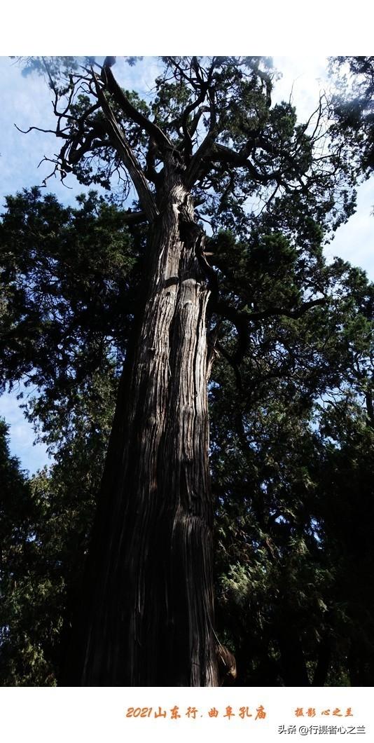 山东行游影记（208）—曲阜孔庙（三）
