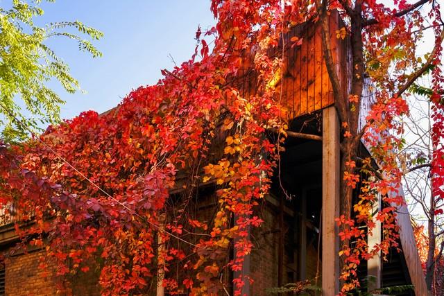 秋日红叶全攻略：认准这几棵树，带你解锁最美中国红！