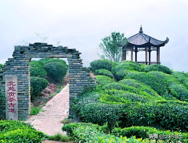 自然与人文交织，这个小山村靠“贡茶文化”走出了特色发展之路