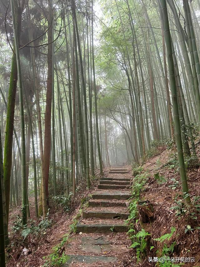 向山野