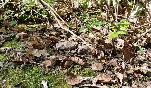 大理收到一封道歉信和两块“石头”