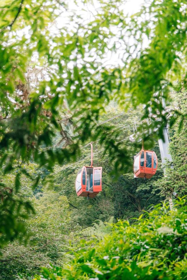 黄了！成都出发1.5h刹拢赏秋秘境，茶海风光无敌，银杏美了上千年！