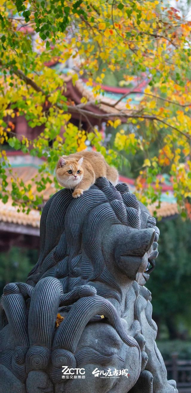 冬韵台儿庄，一键收藏古城的静谧时光