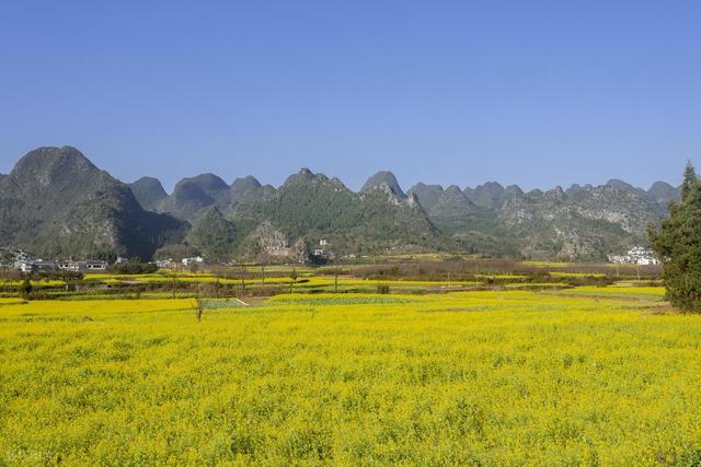 1月-3月赏花，春天适合去的10个赏花胜地，即将迎来盛花期