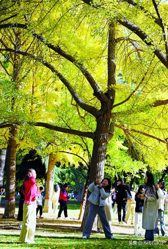 影像纪实 | 石家庄：一城斑斓入画来