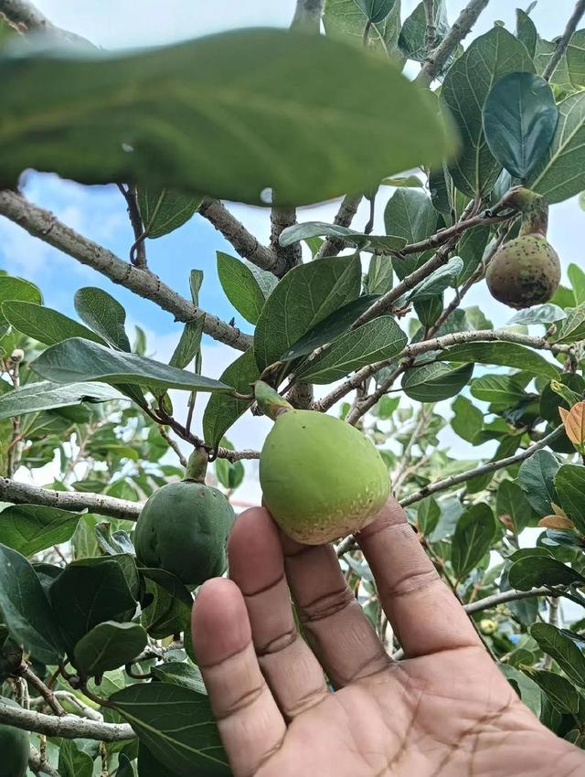 薜荔：从爬藤“活化石”到家居绿墙的养护秘籍