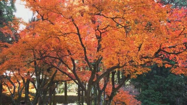 庐山景区开启2025年金秋赏枫季