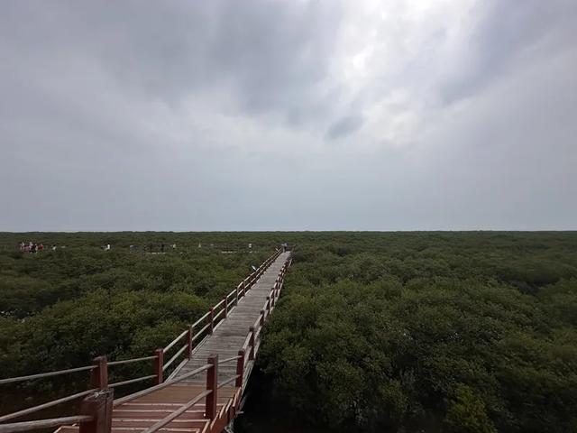 【光芒·追访自然的主角】聆听八桂大地的生态和鸣曲