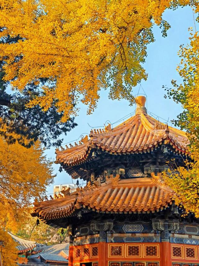 出片率100%！是时候来“京西小故宫”，邂逅一抹银杏黄