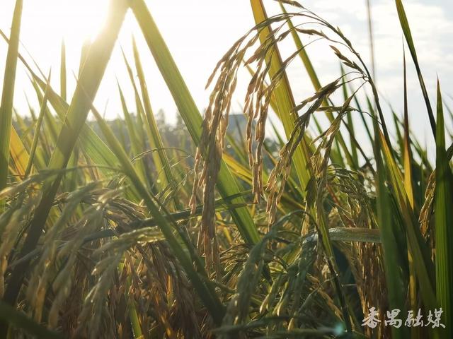 你知不知“稻”？番禺这片稻田美成了童话