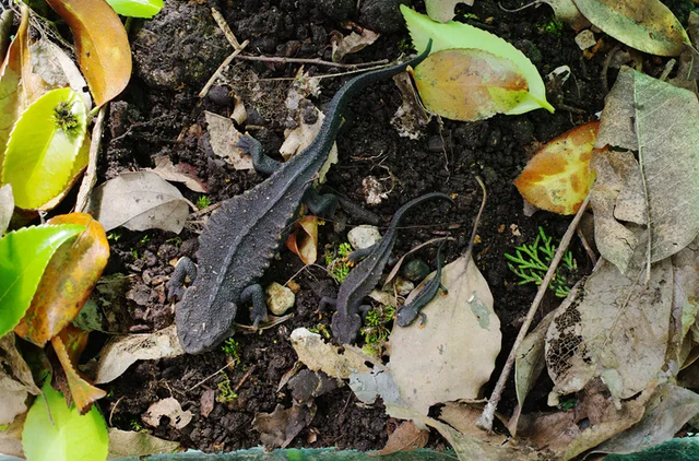 野外仅存600多只！浙江4人徒手抓26只	，价值10多万