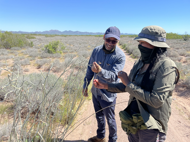 墨西哥岛屿呼唤救援：失去帝王蝶和吸蜜蝠，餐桌会发生什么？